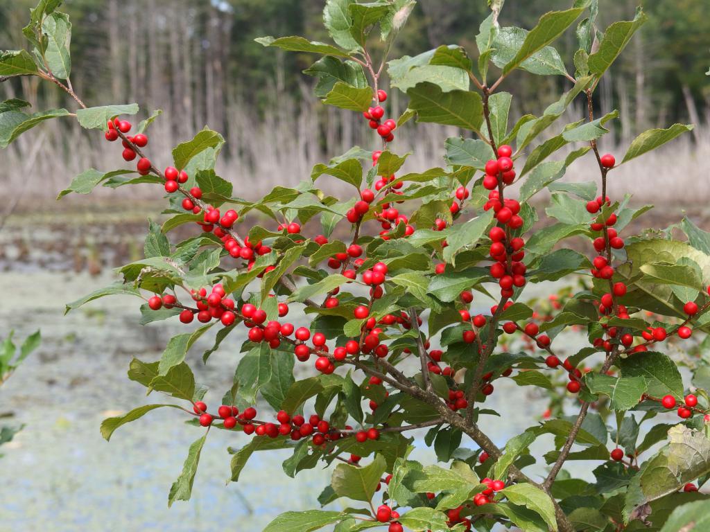 Common Winterberry (Ilex verticillata) in September at Farandnear Reservation near Shirley in northeast Massachusetts