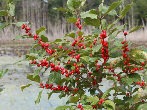 Common Winterberry (Ilex verticillata) in September at Farandnear Reservation near Shirley in northeast Massachusetts