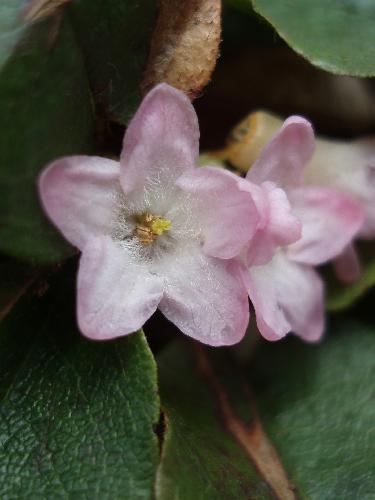 Trailing Arbutus