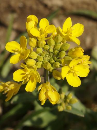 Common Wintercress (Barbarea vulgaris) beside the West End Farm Trail in Concord, New Hampshire