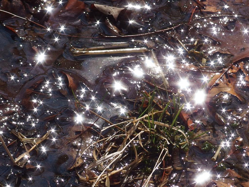 glistening trailside wetland at Fawn Lake Conservation Area in northeastern Massachusetts