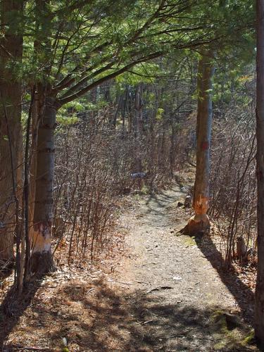 beaver work on the path around Fawn Lake in northeastern Massachusetts