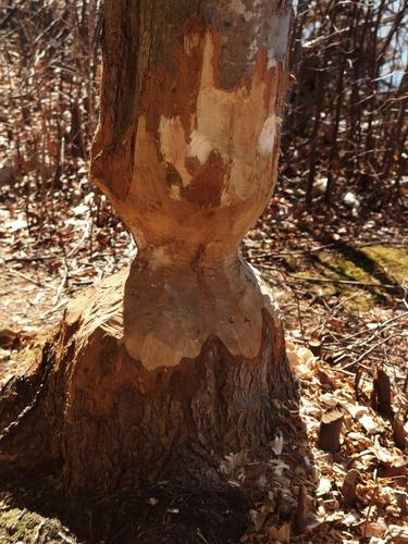 beaver work on the path around Fawn Lake in northeastern Massachusetts