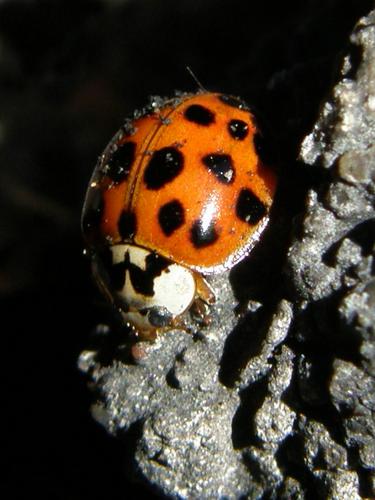 ladybug