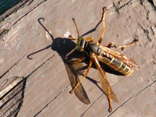 Eastern Yellow Jacket