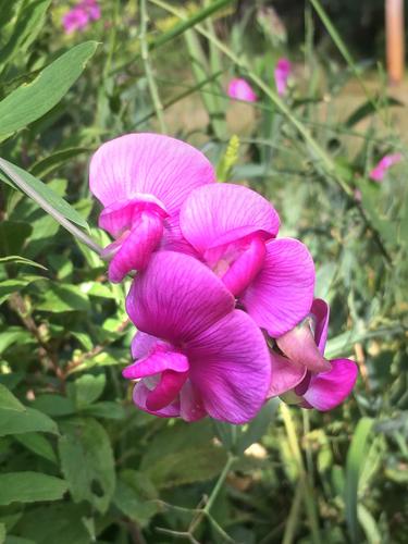 Everlasting Pea (Lathyrus latifolius) on Federal Hill in southern New Hampshire