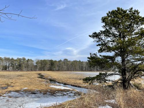 swamp in February near Ferry Beach in New Hampshire