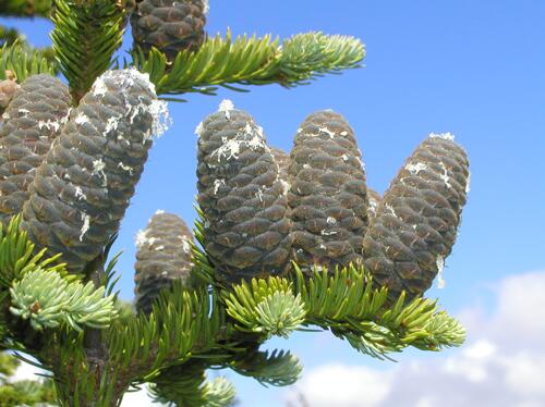 Balsam Fir cones