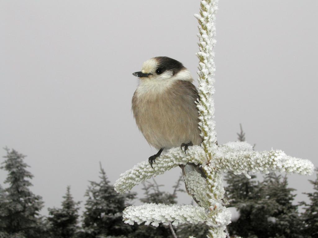 Gray Jay (Perisoreus canadensis) in February on Mount Field in the White Mountains of New Hampshire