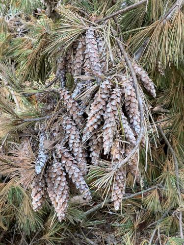 cones in October at Flagg Hill near Boxborough in northeast MA