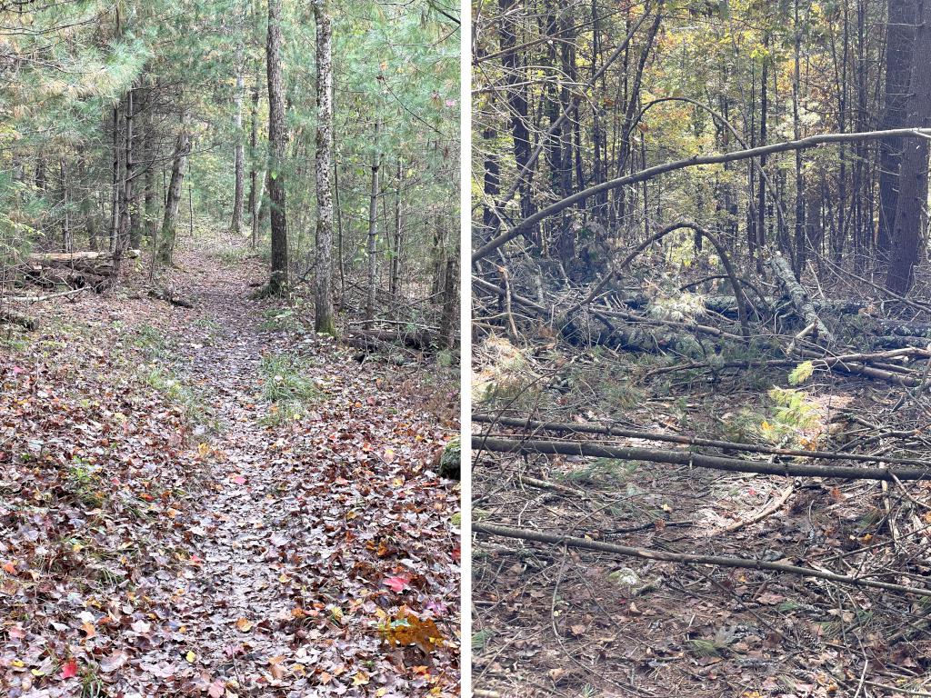 good and bad trails in October at Flagg Hill near Boxborough in northeast MA