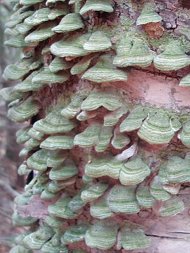 Mossy Maze Polypore