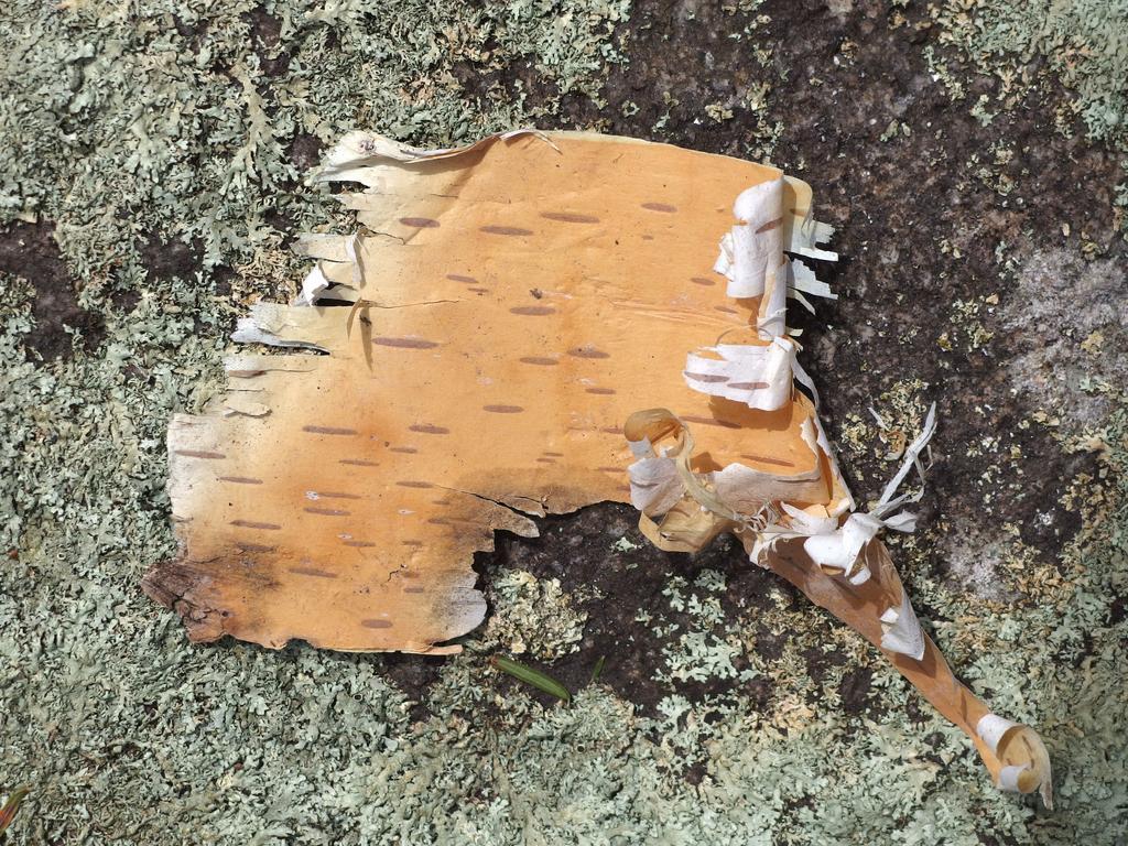 an artistic piece of birch bark lays low on rock lichen at Flat Rock Wildlife Sanctuary in Massachusetts