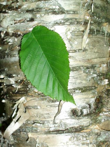 Yellow Birch (Betula alleghaniensis)