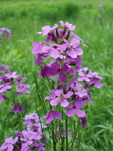 Dame's Rocket (Hesperis matronalis)