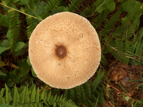 Deer Mushroom (Pluteus atricapillus) at Flints Brook Trail near Hollis in southern New Hampshire