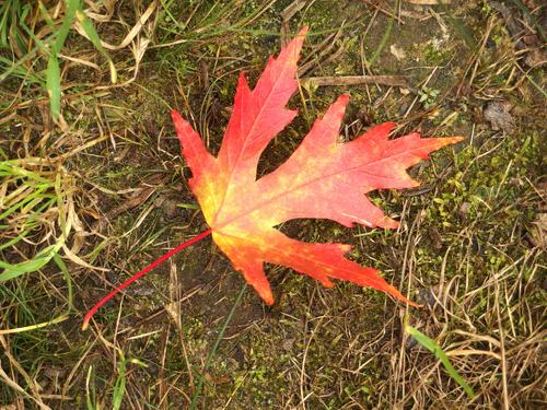 Silver Maple (Acer saccharinum) in September at Floodplain Forest near Concord in southern New Hampshire