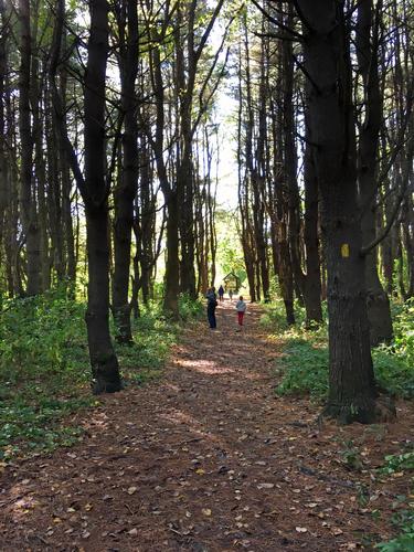 path through the white wine plantation at Floodplain Forest near Concord in southern New Hampshire