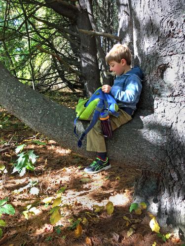 Paulie on a White Pine seat at Floodplain Forest near Concord in southern New Hampshire