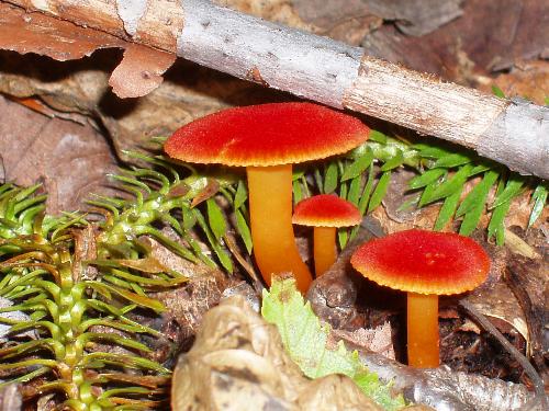 Fading Scarlet Waxy Cap (Hygrocybe miniata) in August beside the trail to Mount Flume in the White Mountains of New Hampshire