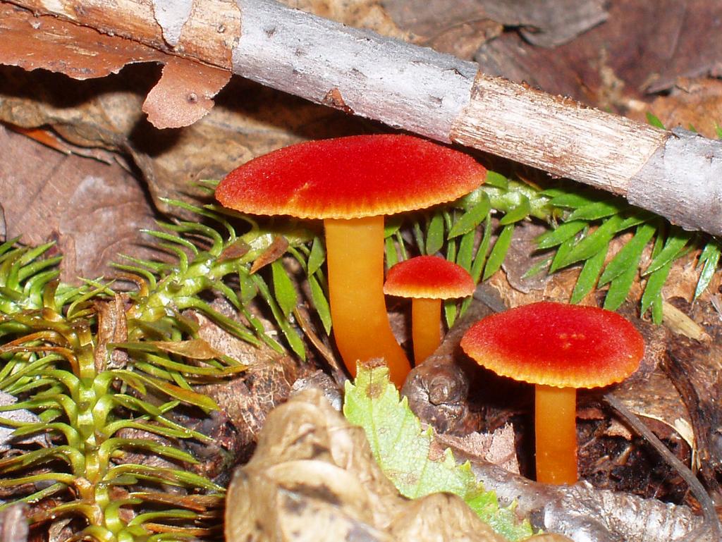 Fading Scarlet Waxy Cap (Hygrocybe miniata) in August beside the trail to Mount Flume in the White Mountains of New Hampshire