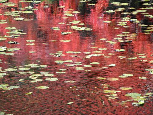 fall color reflected on Clark Pond in southern New Hampshire