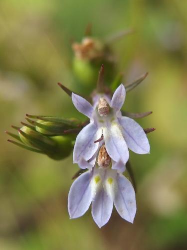 Indian Tobacco (Lobelia inflata) in August beside the road to Forbes Mountain in New Hampshire