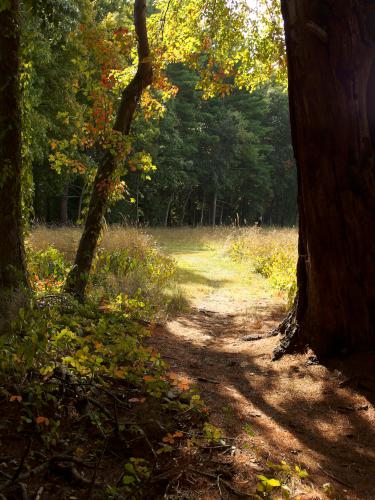 trail in September at Fork Factory Brook in eastern Massachusetts