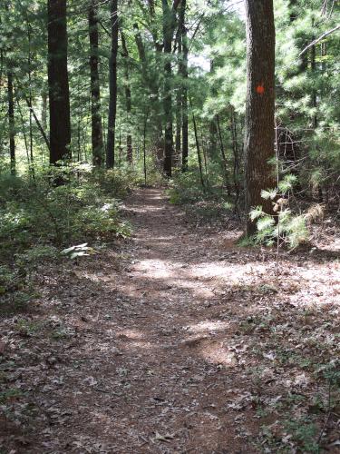 trail in September at Fork Factory Brook in eastern Massachusetts