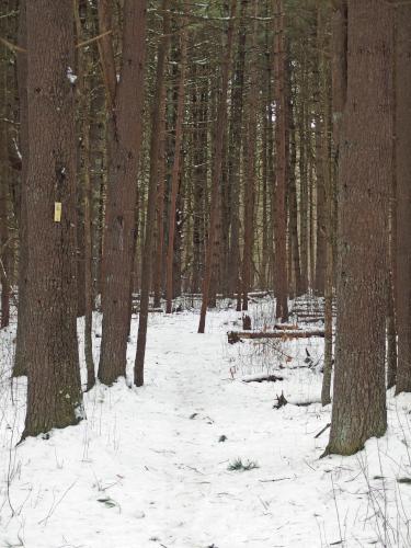 trail in March at Foss Farm (and Great Meadows NWR) near Carlisle in northeastern Massachusetts