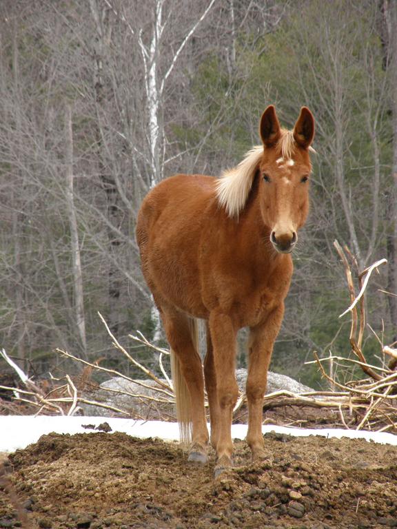 horse on a farm near Fox Forest in southern New Hampshire