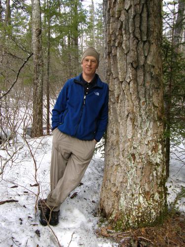 visitor and Black Tupelo at Fox Forest in New Hampshire