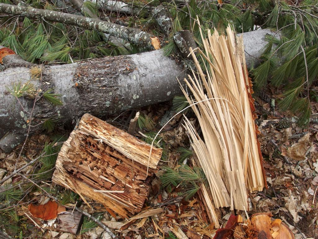 artistic dead tree pieces along the Piney Point Trail at Franklin Falls Trails in New Hampshire