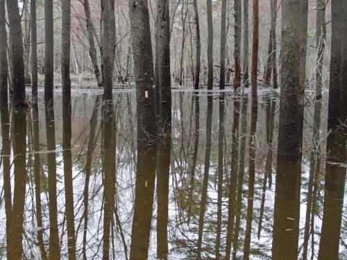 flooded trail in May at Franklin Falls Trails in New Hampshire