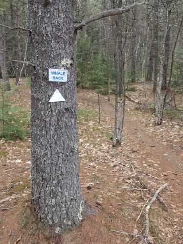 Whaleback Trail at Franklin Falls Trails in New Hampshire