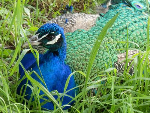 peacock at Franklin Park Zoo in Massachusetts