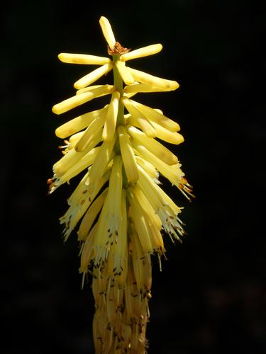 Little Maid Poker Plant