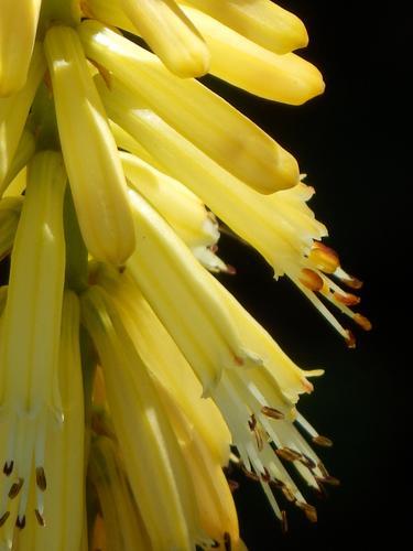 Little Maid Poker Plant