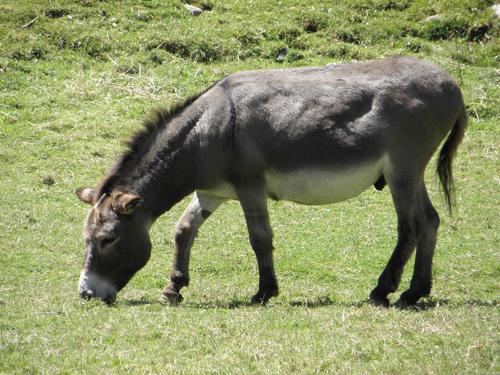 Domestic Donkey