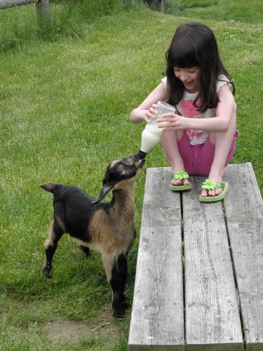 visitor at Friendly Farm in New Hampshire