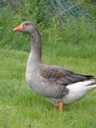 Domestic Goose