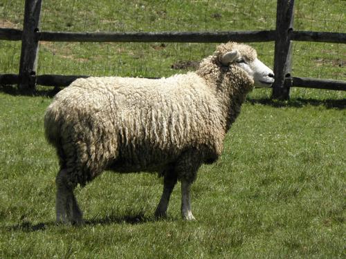 Domestic Sheep