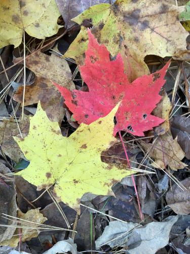 colorful maple leaves near Frog Rock in southern New Hampshire