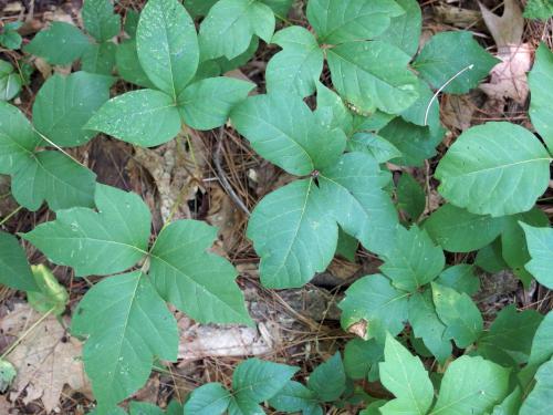 Poison Ivy at Frye Town Forest in Kingston, New Hampshire