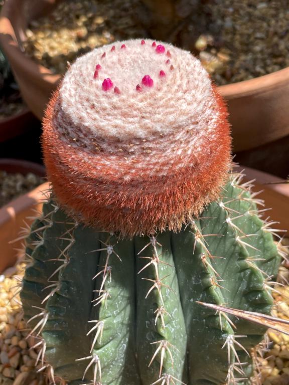 cactus flower in July at Fuller Gardens near North Hampton in coastal New Hampshire