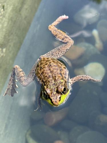 frog in July at Fuller Gardens near North Hampton in coastal New Hampshire