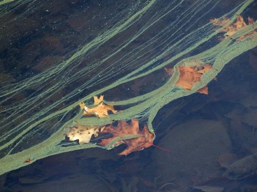 nature's neat modern art: oak leaves captured by slime on Colburn Pond at Barrett Park in Leominster, MA