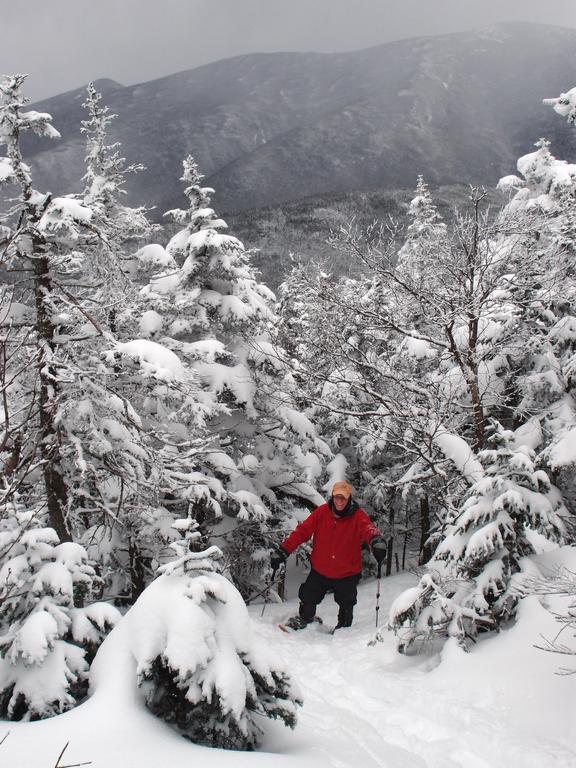 hiker exiting from the near-summit treeline on the way to Mount Garfield in New Hampshire