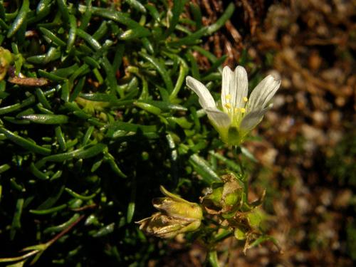 Mountain Sandwort flower