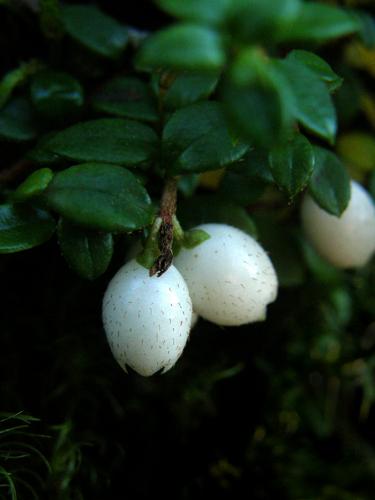 Creeping Snowberry